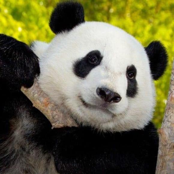 Meet your Posher, Danny - Picture 1 of 1